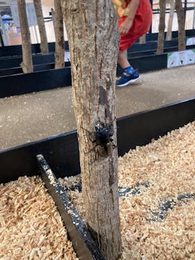 JOYPOLIS 特別イベントスペースに投稿された画像（2023/9/6）