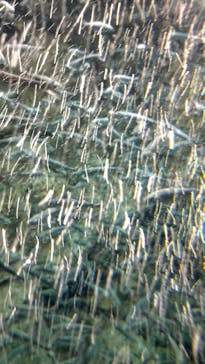 サケのふるさと 千歳水族館に投稿された画像（2023/9/6）