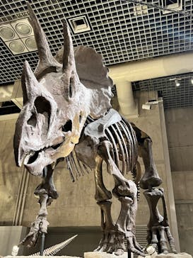 国立科学博物館に投稿された画像（2023/9/6）