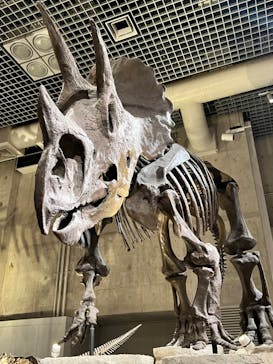 国立科学博物館に投稿された画像（2023/9/6）