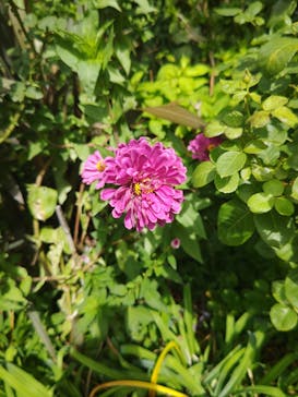 横浜イングリッシュガーデンに投稿された画像（2023/9/6）