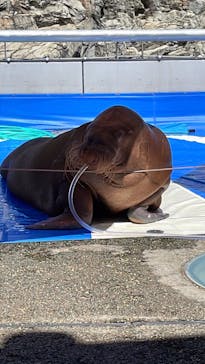 大分マリーンパレス水族館 「うみたまご」に投稿された画像（2023/9/6）