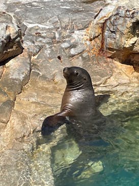 大分マリーンパレス水族館 「うみたまご」に投稿された画像（2023/9/6）