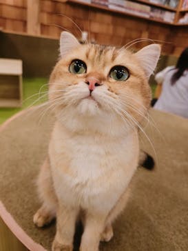猫カフェモカ　秋葉原店に投稿された画像（2023/9/6）