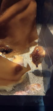 環境水族館アクアマリンふくしまに投稿された画像（2023/9/6）