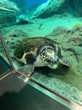 名古屋港水族館に投稿された画像（2023/9/6）