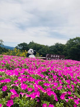 ひるがのピクニックガーデンに投稿された画像（2023/9/7）