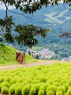 ひるがのピクニックガーデンに投稿された画像（2023/9/7）