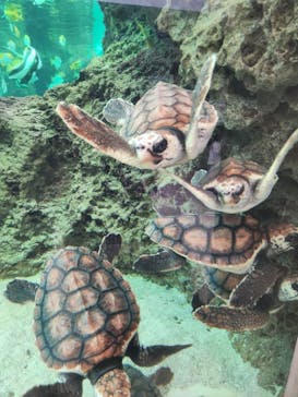 鴨川シーワールドに投稿された画像（2023/9/7）