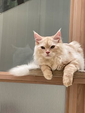 猫カフェモカ　イオンモール幕張新都心店に投稿された画像（2023/9/7）