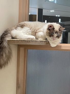 猫カフェモカ　イオンモール幕張新都心店に投稿された画像（2023/9/7）