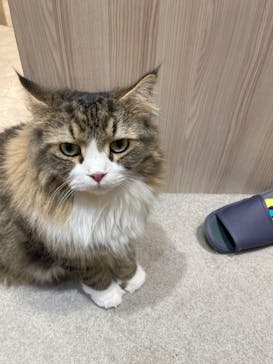 猫カフェモカ　イオンモール幕張新都心店に投稿された画像（2023/9/7）