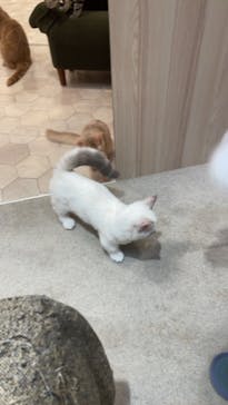 猫カフェモカ　イオンモール幕張新都心店に投稿された画像（2023/9/7）