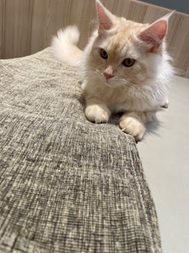 猫カフェモカ　イオンモール幕張新都心店に投稿された画像（2023/9/7）