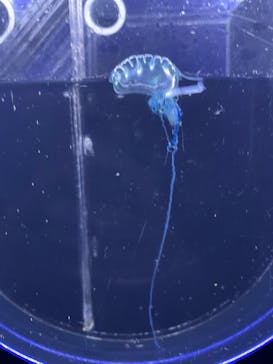 新江ノ島水族館に投稿された画像（2023/9/7）