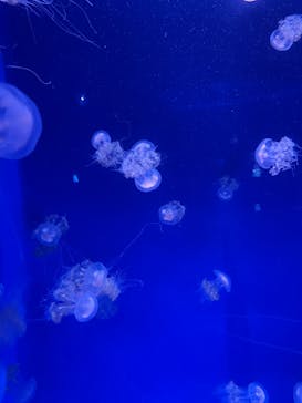 新江ノ島水族館に投稿された画像（2023/9/7）