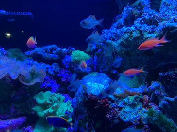 マクセル アクアパーク品川に投稿された画像（2023/9/7）