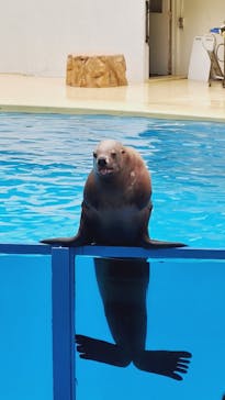 伊豆・三津シーパラダイスに投稿された画像（2023/9/7）