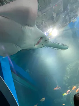 マクセル アクアパーク品川に投稿された画像（2023/9/7）