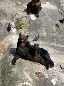 のぼりべつクマ牧場に投稿された画像（2023/9/7）