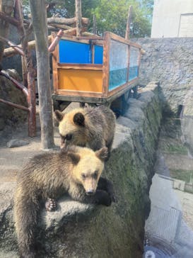 のぼりべつクマ牧場に投稿された画像（2023/9/7）