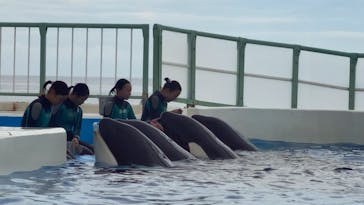 鴨川シーワールドに投稿された画像（2023/9/7）