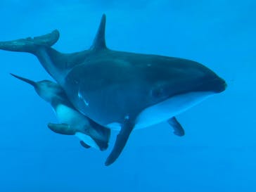 鴨川シーワールドに投稿された画像（2023/9/7）