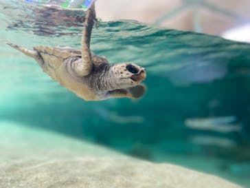 鴨川シーワールドに投稿された画像（2023/9/7）