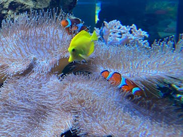 鴨川シーワールドに投稿された画像（2023/9/7）