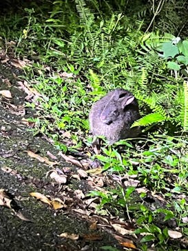 奄美ナイトガイドサービスに投稿された画像（2023/9/7）