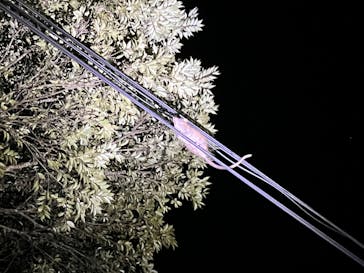 奄美ナイトガイドサービスに投稿された画像（2023/9/7）