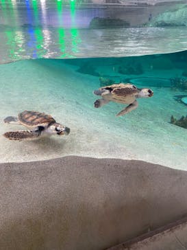 鴨川シーワールドに投稿された画像（2023/9/7）