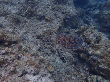 石垣島 ADVENTURE PiPi（イシガキジマアドベンチャーピピ）に投稿された画像（2023/9/7）