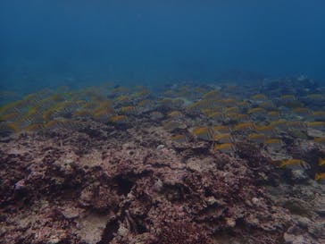 石垣島 ADVENTURE PiPi（イシガキジマアドベンチャーピピ）に投稿された画像（2023/9/7）