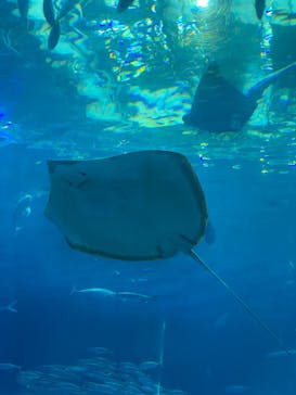 沖縄美ら海水族館に投稿された画像（2023/9/8）