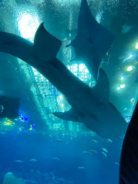 沖縄美ら海水族館に投稿された画像（2023/9/8）