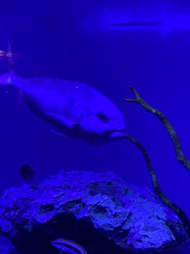 沖縄美ら海水族館に投稿された画像（2023/9/8）