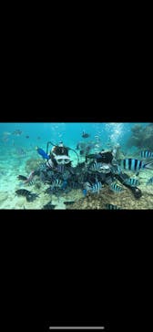 青の洞窟専門店　沖縄ダイビングショップ和に投稿された画像（2023/9/8）