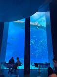 沖縄美ら海水族館に投稿された画像（2023/9/8）