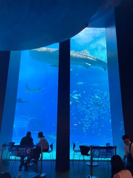 沖縄美ら海水族館に投稿された画像（2023/9/8）