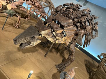 福井県立恐竜博物館に投稿された画像（2023/9/8）