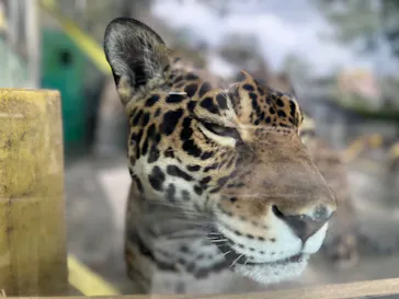 天王寺動物園に投稿された画像（2023/9/8）