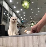 猫カフェモカ　アルシェ大宮店に投稿された画像（2023/9/8）