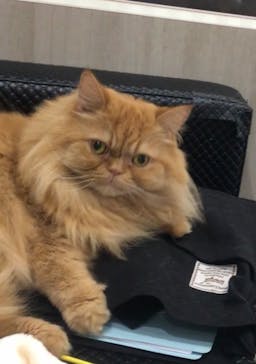 猫カフェモカ　アルシェ大宮店に投稿された画像（2023/8/21）