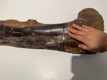 DinoScience 恐竜科学博 2023@TOKYO MIDTOWNに投稿された画像（2023/9/8）