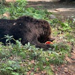 サホロリゾート　ベア･マウンテンに投稿された画像（2023/9/9）