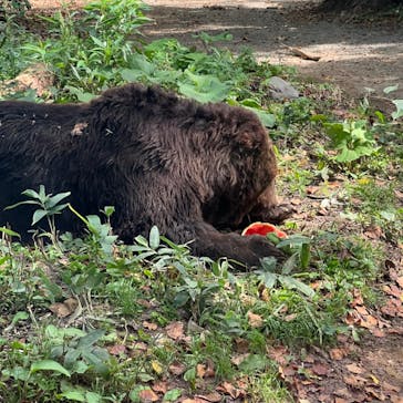 サホロリゾート　ベア･マウンテンに投稿された画像（2023/9/9）