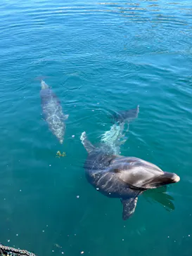 うみたま体験パーク 「つくみイルカ島」に投稿された画像（2023/9/9）