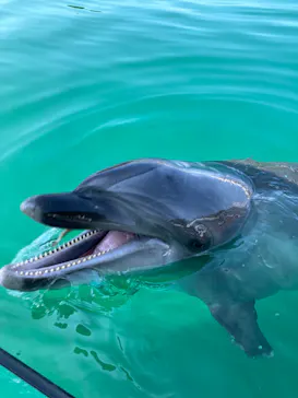 うみたま体験パーク 「つくみイルカ島」に投稿された画像（2023/9/9）