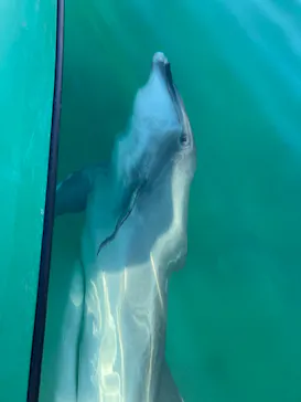 うみたま体験パーク 「つくみイルカ島」に投稿された画像（2023/9/9）